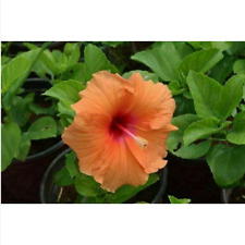 HIBISCUS SYRIACUS ARANCIO CANARINO, 20 SEMI + OMAGGIO