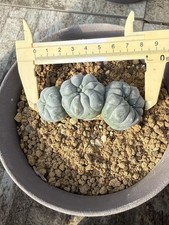 Ariocarpus 'Godzilla' cristata