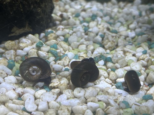 Planorbarius brown lumache - 8,