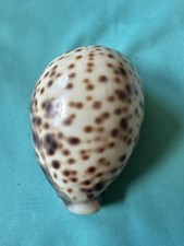 Cypraea tigris pardalis