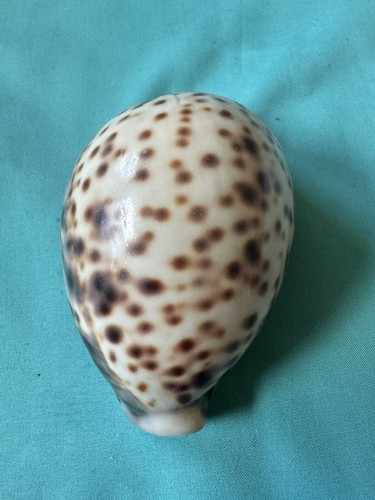 Cypraea tigris pardalis
