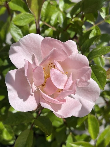 Piante rosa canina in - di,