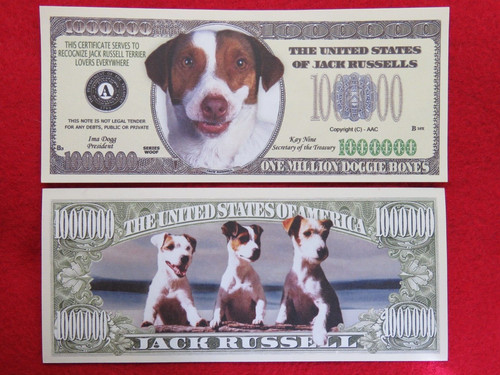Bollette jack russel - 4,