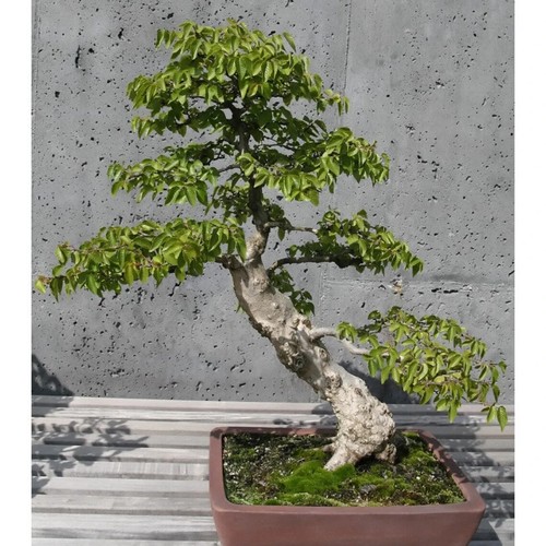 1357xu bonsai carpinus - 1357xu,