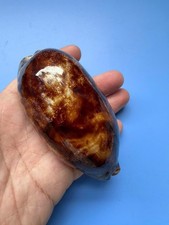 Cypraea testudinaria - |,