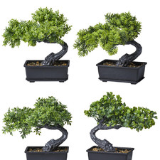 bonsai BONSAI piccolo mini