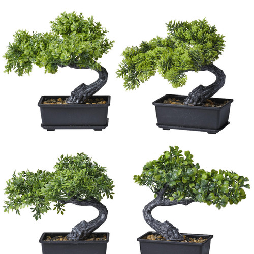 Bonsai piccolo mini - bonsai,