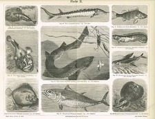 Tavola SQUALO GATTO / STORIONE