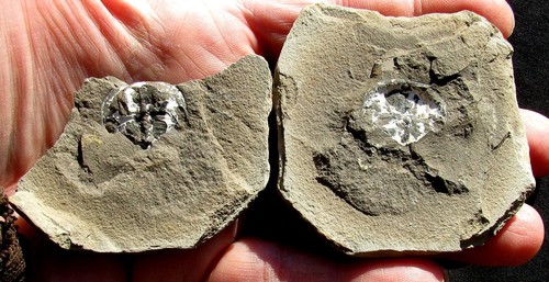 Rarissima coppia divisa - rarissima,