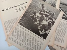 Clipping Ritaglio Articolo 1951 Il tonno e la tonnara
