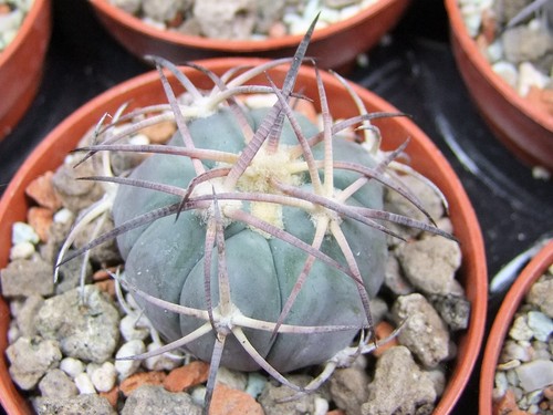 8a35 echinocactus - 8a35,