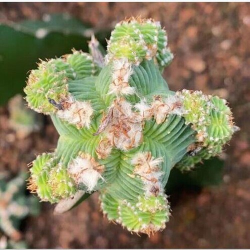 Aztekium cactus pianta