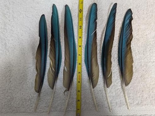 Piume volo ala colore - ala,