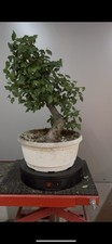 Pre Bonsai Di Olmo Yamadori