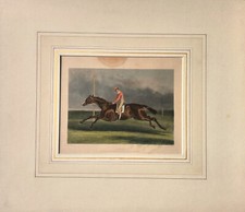 Cavallo da corsa Stampa