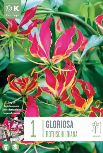 Bulbo gloriosa - bulbo,