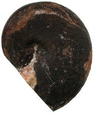 Trias Cladiscites crassestriatus veggente rara ammonite Baun Timor T5-7
