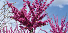 50 SEMI CERCIS SILIQUASTRUM