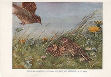 Stampa Vintage Di Uccelli ~