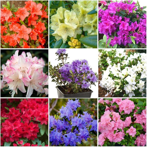 100 azalea flower seed for - 100+,