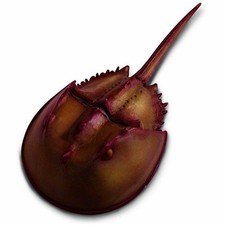 Horseshoe Crab Incredible