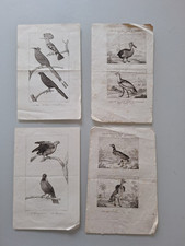 Incisioni Antica Vengono