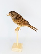 Taxidermy, Cabinet De