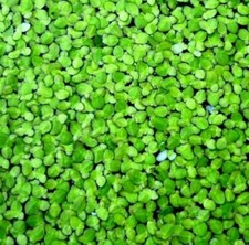 Lemma Minor (lenticchie d'acqua)300-400 LIVE AQUARIUM PLANT !Piante galleggianti