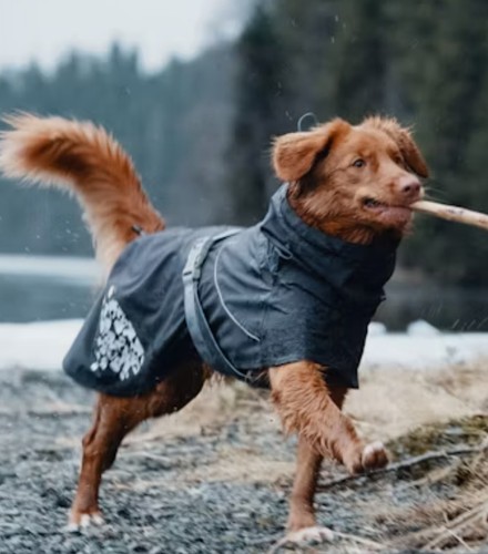 Cappotto per cani - , hurtta