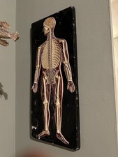 Pannello Anatomico Gesso Con