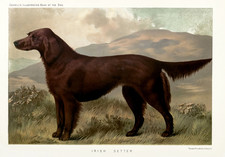 Elegante poster per cani