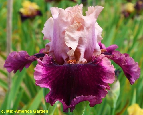 Iris autumn jewel - iris,