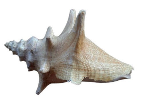 Conchiglia antigua caracola - conchiglia,