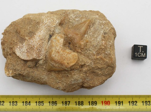 Denti squalo altri su - denti, e