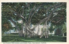 Palma Spiaggia Florida ~ Big