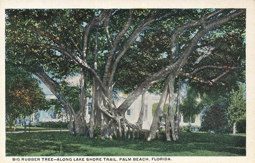 Palma spiaggia florida big - spiaggia,
