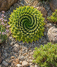 Sale2131 Spiral Aloe Aloe
