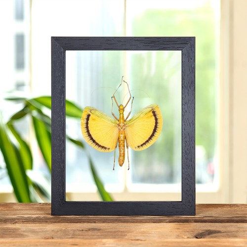 Winged walking stick insect - stick, in