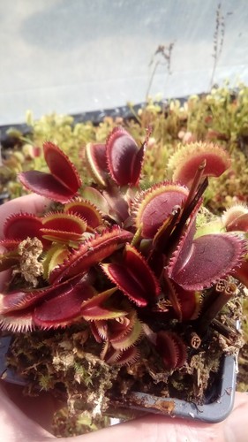 Plantes carnivores dionaea red - carnivores,