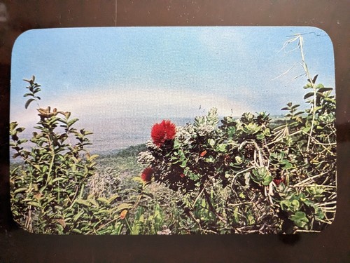 Ohi lehua metrosideros - lehua,,