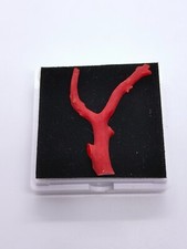 Ramo grezzo di corallo rosso -