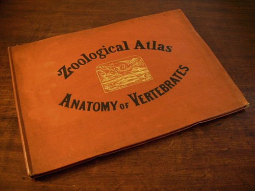 Zoological atlas anatomy - atlas, of