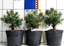 Pinus mugo "Mops - Meylan" --