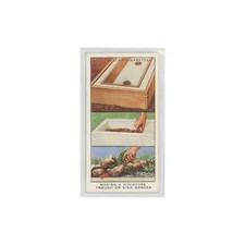 1923 wills cigarettes garden - wills',
