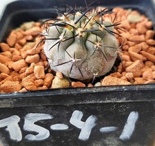 Copiapoa cinerea sulle proprie