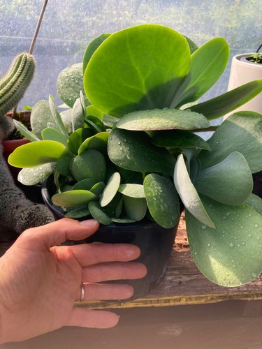 Pianta grassa crassula - pianta, rosa
