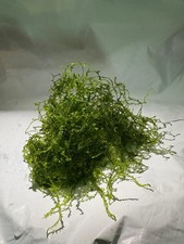 Pianta Acqua Dolce Muschio Di
