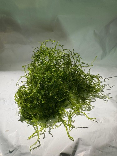 Pianta acqua dolce muschio - dolce,