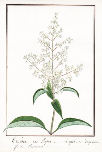 Ligustrum japonicum troene