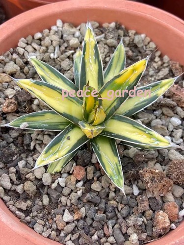 Agave sun king - agave,